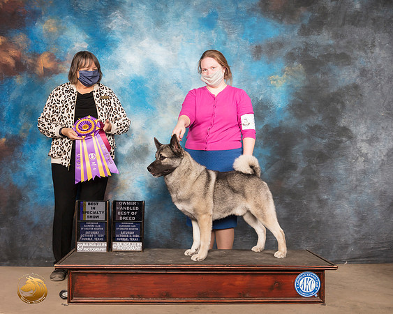 Norwegian Elkhound #9 Sat BISS BOH Judge DR CAMILLE MCARDLE_SR_0667_Humble_2020_HR3