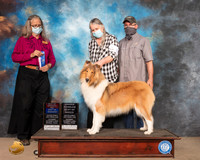 Collie Rough #8 Sat BOW OHBOB Judge Denise Dean