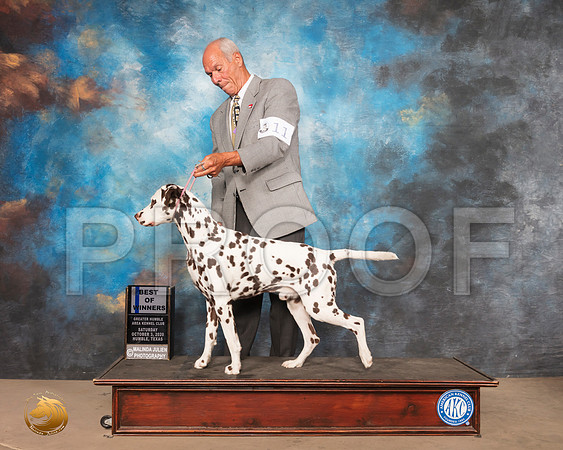 Dalmatian #11 Sat _SR_0709_Humble_2020_HR3
