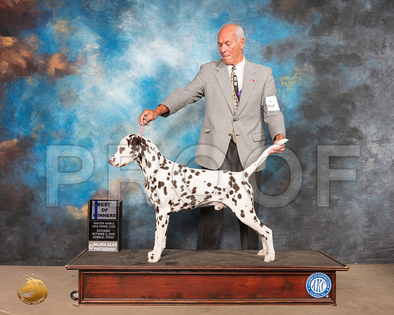 Dalmatian #11 Sat _SR_0712_Humble_2020_HR3