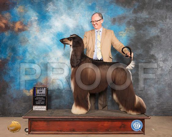 Afghan Hound #9 Fri BOB Judge Sheila Paske_SR_0716_Humble_2020_HR3