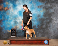 Miniature Bull Terrier #6 Sat BOB Maj