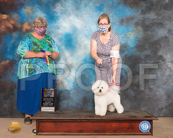 Bichon Frise #11 Sat BOB Maj NCh Judge Amy Sorbie_SR_0733_Humble_2020_HR3