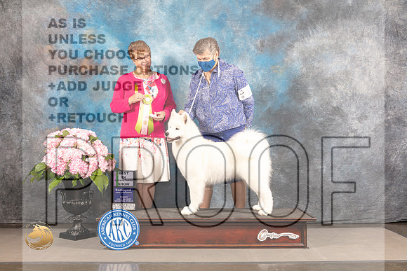Samoyed #14 FRI BISweeps Judge Cindy Faucette_MJ_5245_Houston_2022_HR3