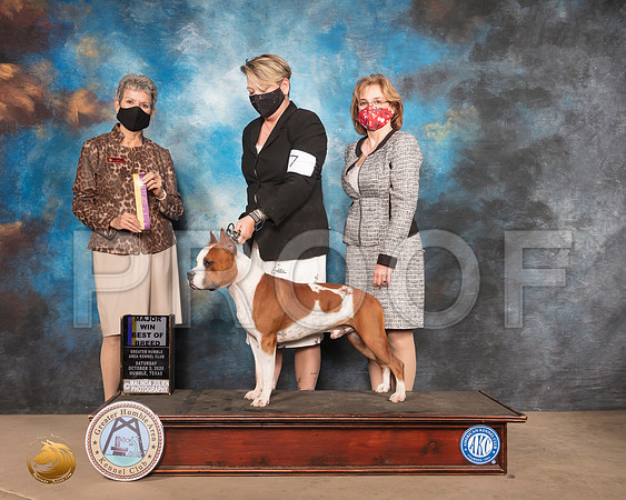American Staffordshire Terrier #7 Sat BOB Maj Judge Judith Daniels_SR_0932_Humble_2020_HR3