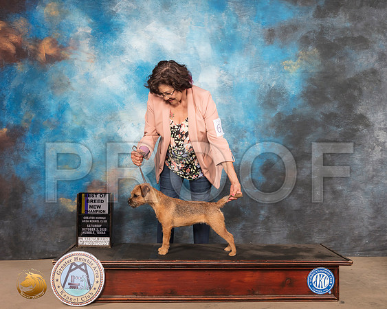 Border Terrier #6 Sat BOB NCh RESHOOT_SR_0901_Humble_2020_HR3