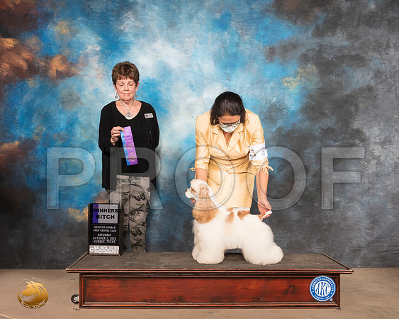 Cocker Spaniel Parti #8 Sat WB Judge Claire K (Kitty) Steidel_SR_0815_Humble_2020_HR3