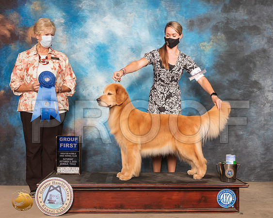 Golden Retriever #12 Sat G1 Judge Karen J Hynek_SR_0913_Humble_2020_HR3