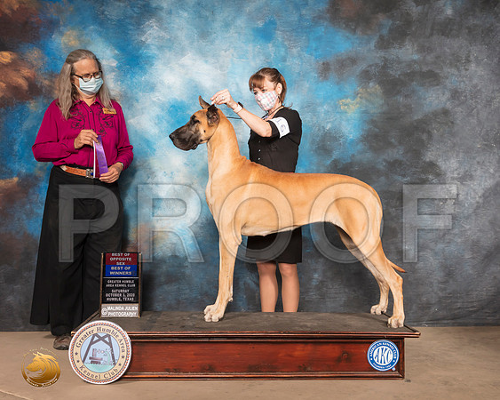 Great Dane #16 Sat BOW BOS Judge Denise Dean_SR_0953_Humble_2020_HR3