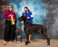 Great Dane #25 Sat G2 Judge DENISE DEAN