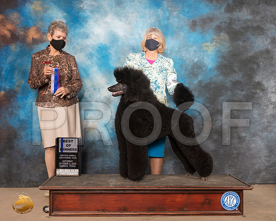 Poodle Std #9 Sat BOW Judge Judith V Daniels_SR_0858_Humble_2020_HR3