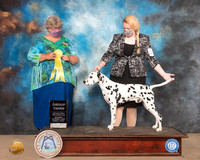 Dalmatian #7 Sat G3 Judge Amy Sorbie
