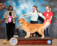 Golden Retriever #31 Sat OHG1 Judge Dr Camille McArdle