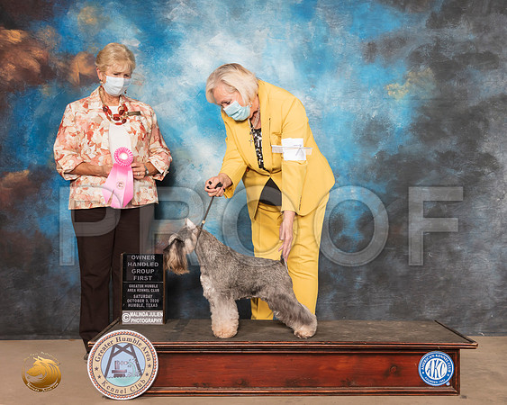Miniature Schnauzer #7 sat OHG1 Judge Karen Hynek_SR_1027_Humble_2020_HR3