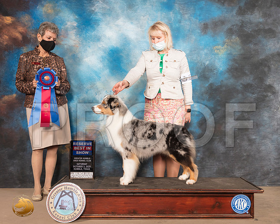 Australian Shepherd #20 Sat RBIS Judge Judith Daniels_SR_0981_Humble_2020_HR3