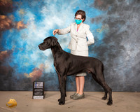 Great Dane #19 Sun BOW Judge Judith Daniels