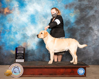 Labrador Retriever #19 Sat RWD Judge Claire Kitty Steidel