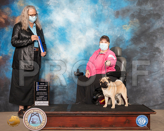 Pug #9 Sun BOW NCh Judge Denise Dean_SR_1194_Humble_2020_HR3