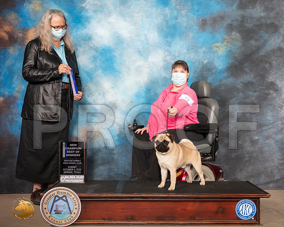 Pug #9 Sun BOW NCh Judge Denise Dean_SR_1197_Humble_2020_HR3
