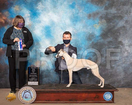 Whippet #7 Sun BOW Maj Judge Dr Camille McArdle_SR_1226_Humble_2020_HR3