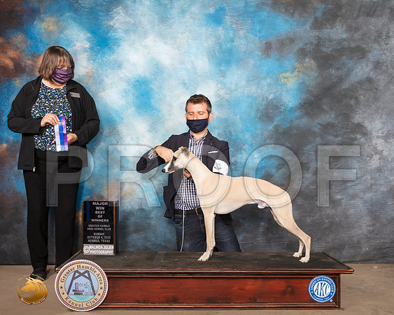 Whippet #7 Sun BOW Maj Judge Dr Camille McArdle_SR_1228_Humble_2020_HR3
