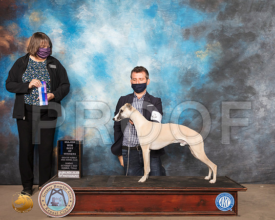 Whippet #7 Sun BOW Maj Judge Dr Camille McArdle_SR_1232_Humble_2020_HR3
