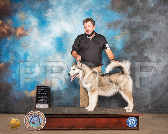 Alaskan Malamute #10 Sun OHBOB_SR_1591_Humble_2020_HR3