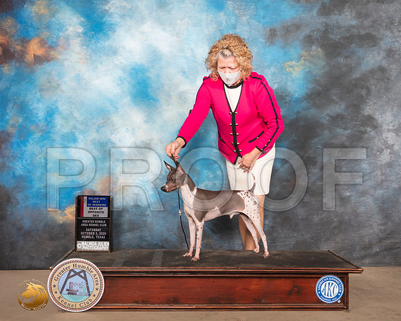 American Hairless Terrier #9 Sun BOS Judge John Constantine Amodei_SR_1347_Humble_2020_HR3