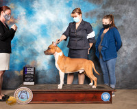 American Staffordshire Terrier #11 Sun WD Maj Judge John Constantine Amodei