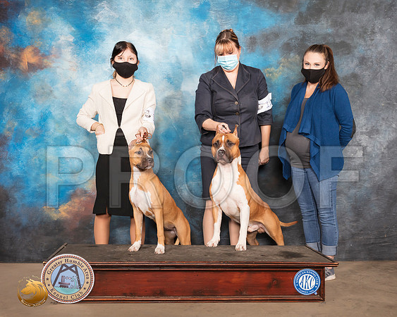American Staffordshire Terrier #6 WB Judge John Constantine Amodei_SR_1423_Humble_2020_HR3