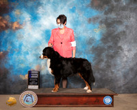 Bernese Mountain Dog #10 Sun WB Judge Judy Daniels