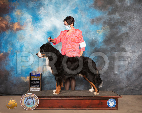 Bernese Mountain Dog #5 Sun BOB Judge Judy Daniels_SR_1578_Humble_2020_HR3