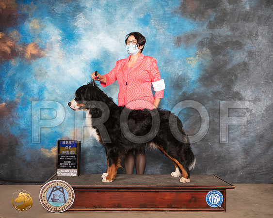 Bernese Mountain Dog #5 Sun BOB Judge Judy Daniels_SR_1580_Humble_2020_HR3