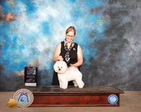 Bichon Frise #5 Sun BOB Judge Judy Daniels