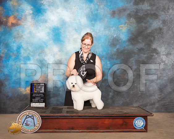 Bichon Frise #5 Sun BOB Judge Judy Daniels_SR_1668_Humble_2020_HR3