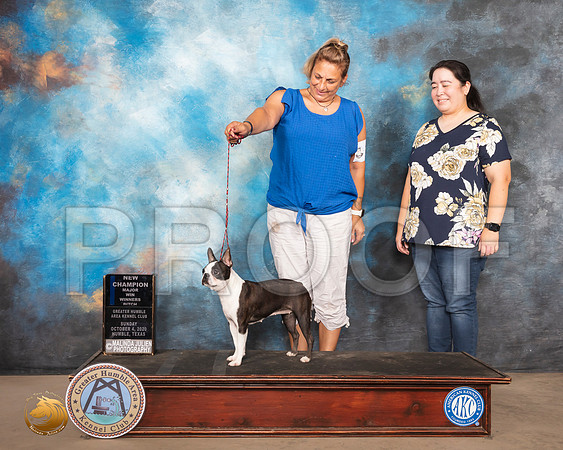 Boston Terrier #10 Sun WB NCh Judge Denise Dean_SR_1325_Humble_2020_HR3