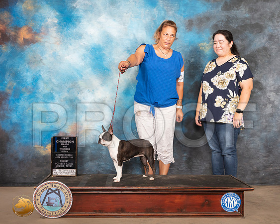 Boston Terrier #10 Sun WB NCh Judge Denise Dean_SR_1328_Humble_2020_HR3