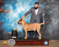 Cane Corso #11 Sun
