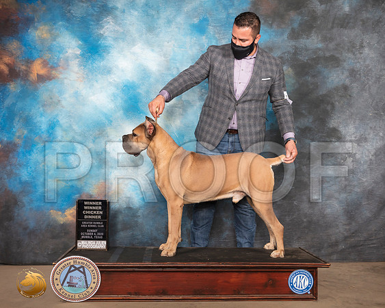 Cane Corso #11 Sun_SR_1628_Humble_2020_HR3