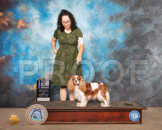 Cavalier King Charles Spaniel #5 Sun WD BOW Judge Claire Kitty Steidel_SR_1437_Humble_2020_HR3