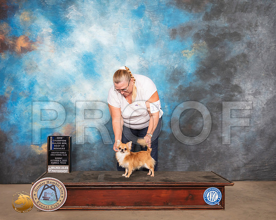 Chihuahua Long Coat #19 Sun BOW Judge Claire Kitty Steidel_SR_1547_Humble_2020_HR3