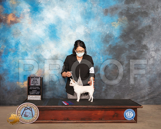 Chihuahua Smooth #8 Sun BOS Judge Claire Kitty Steidel_SR_1611_Humble_2020_HR3