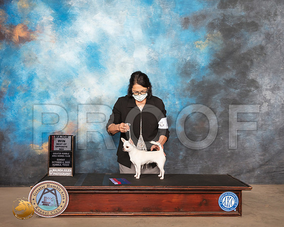 Chihuahua Smooth #8 Sun BOS Judge Claire Kitty Steidel_SR_1614_Humble_2020_HR3