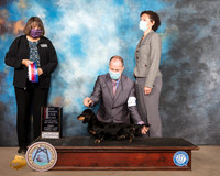 Dachshund Longhaired #24 BOS Judge Dr Camille McArdle