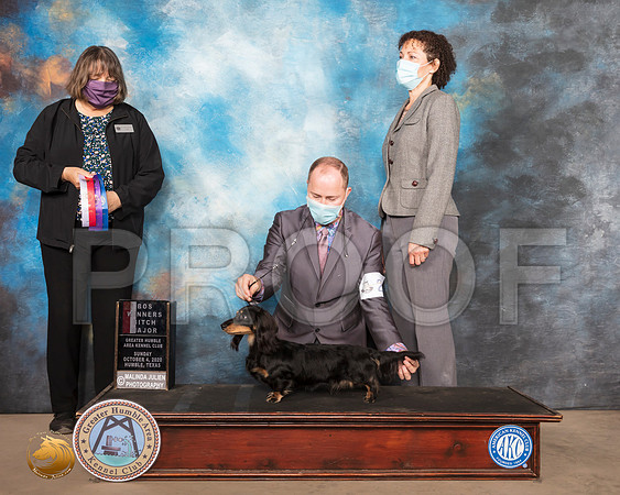 Dachshund Longhaired #24 BOS Judge Dr Camille McArdle_SR_1299_Humble_2020_HR3