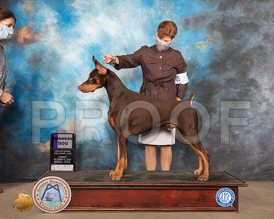 Doberman Pinscher #25 Sun WD Judge Judith Daniels_SR_1361_Humble_2020_HR3