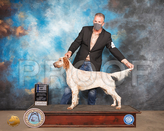 English Setter #14 Sun BOW Judge Kathleen Carter_SR_1550_Humble_2020_HR3