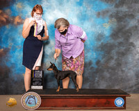 Manchester Terrier #6 Sun BOB NCh