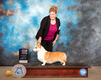 Pembroke Welsh Corgi #8 Sat WB Maj Judge Denise Dean