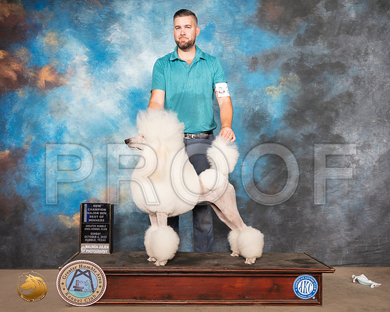 Poodle Std #24 Sun BOW Judge Claire Kitty Steidel_SR_1538_Humble_2020_HR3